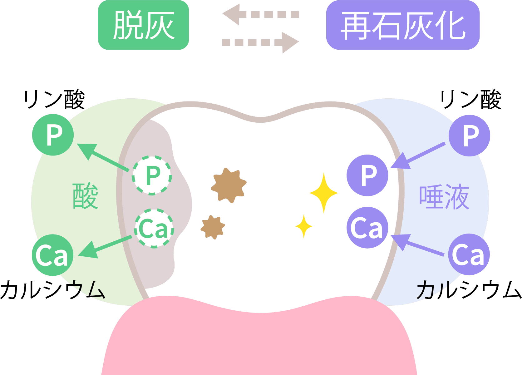 歯の再石灰化を促進するイメージ